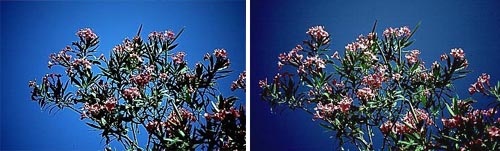 3-1284472934_252pola.jpg